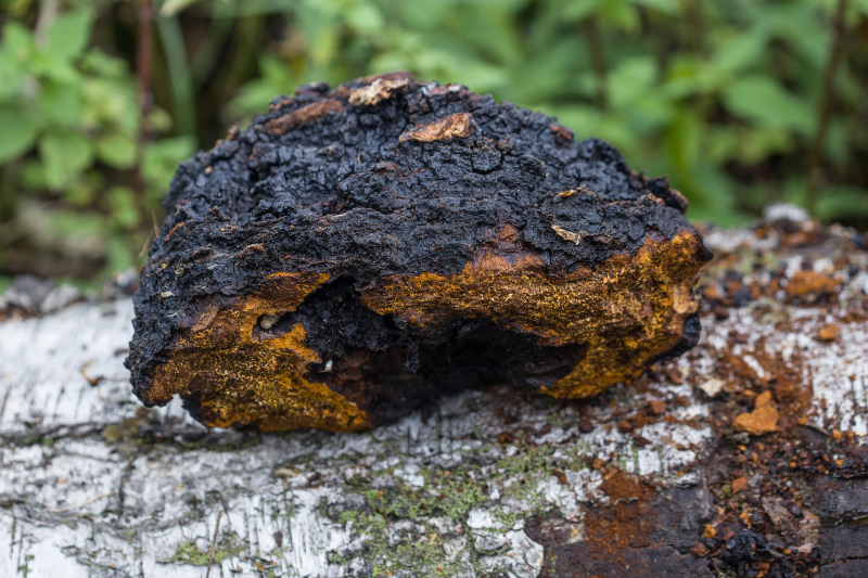 Chaga, der Pilz für eine gesunde Verdauung