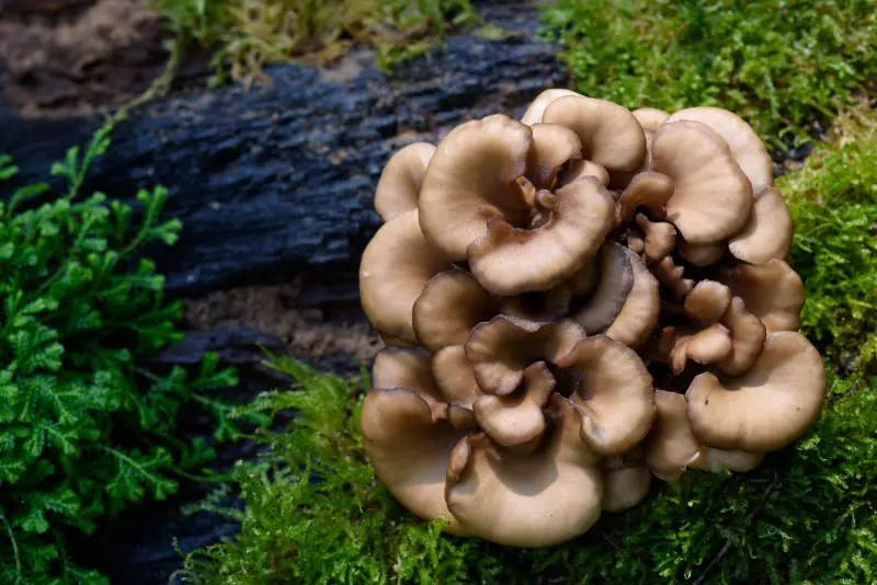 Maitake, der präventive Pilz des Alters