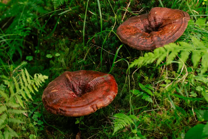 Reishi – der Pilz der Ruhe und Langlebigkeit